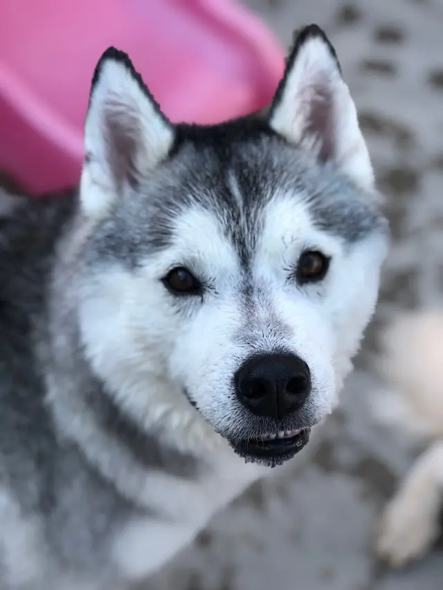 Doggy Daycare and Spa — photo from the business 7