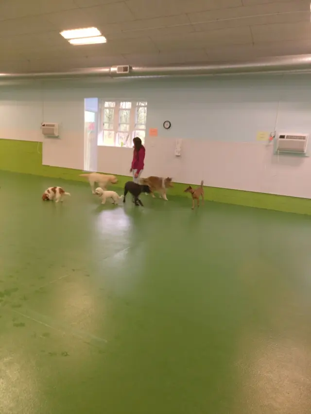 Doggy Daycare and Spa — customer photo 8