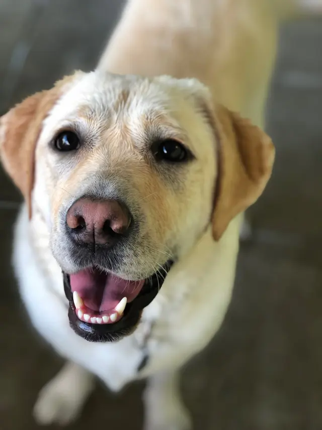 Doggy Daycare and Spa — photo from the business 5