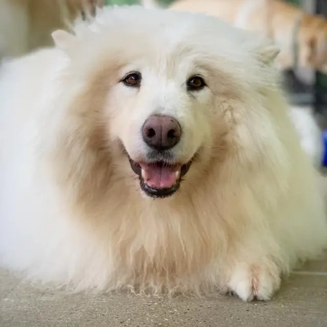 Doggy Daycare and Spa — photo from the business 3