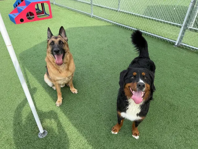 Mitten Dog Company — customer photo 3