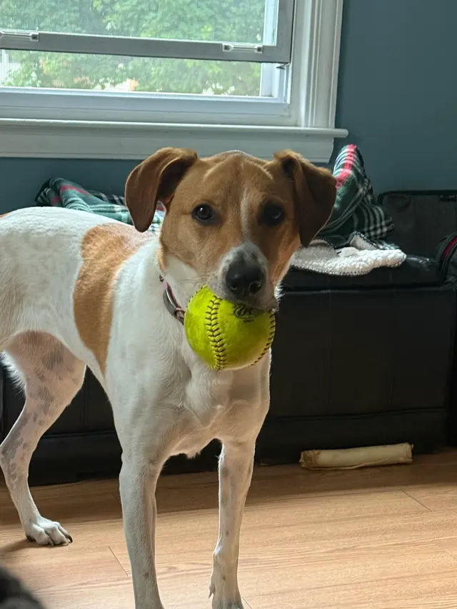 Mitten Dog Company — customer photo 6