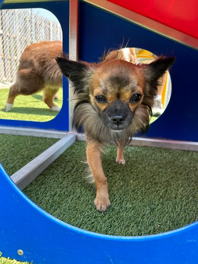 Mitten Dog Company — photo from the business 9