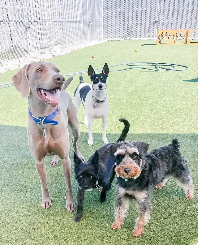 Mitten Dog Company — customer photo 7