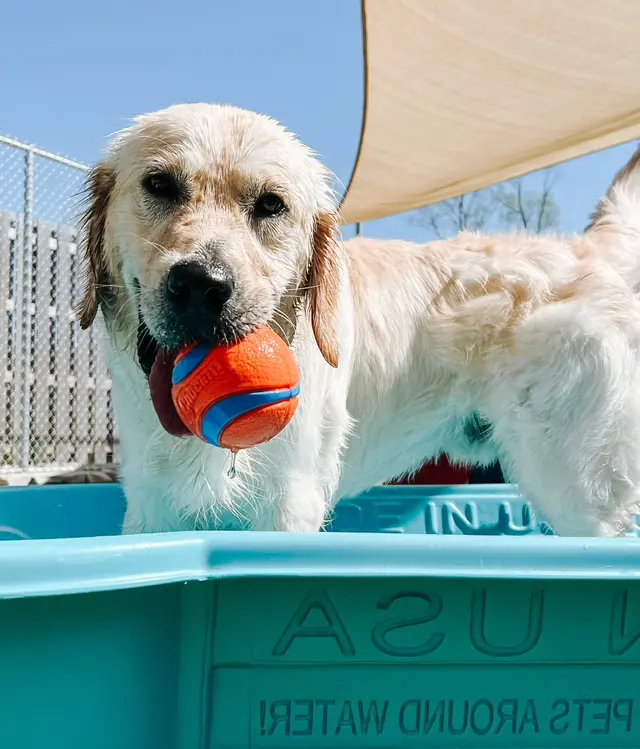 Mitten Dog Company — customer photo 1