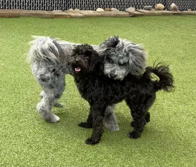 Mitten Dog Company — customer photo 4