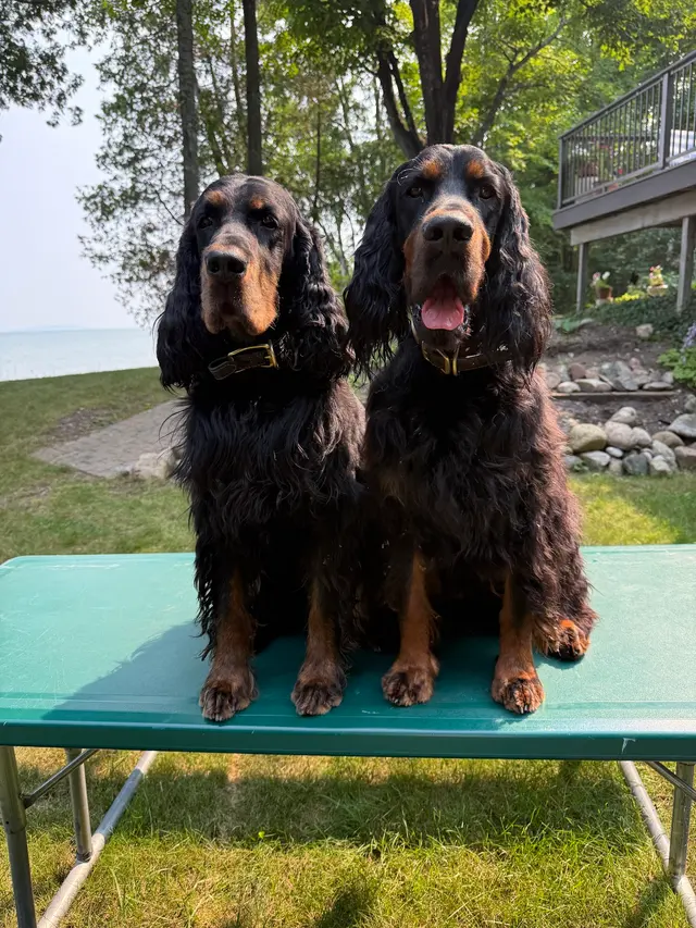 Red Cedar Animal Hospital, PC — customer photo 10