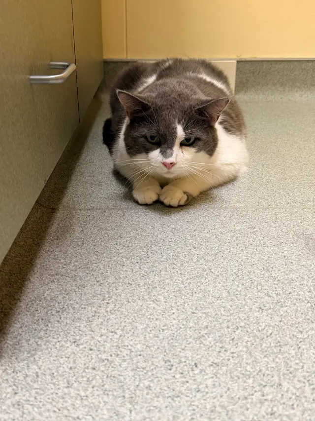 Red Cedar Animal Hospital, PC — customer photo 8