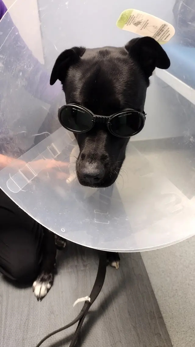 Red Cedar Animal Hospital, PC — customer photo 4