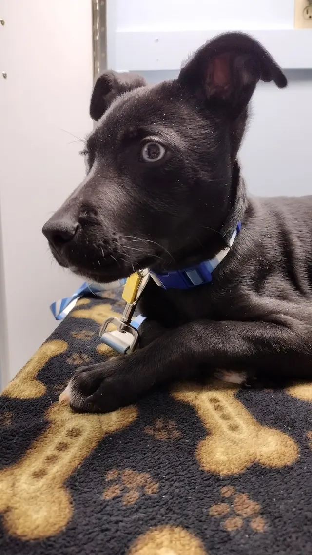 Red Cedar Animal Hospital, PC — customer photo 1