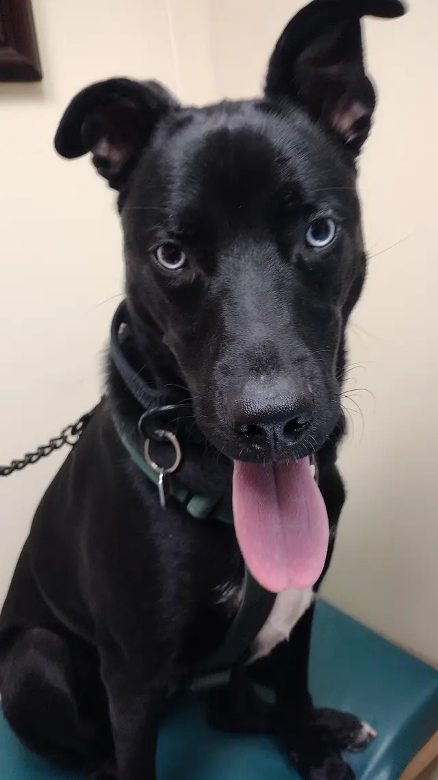 Red Cedar Animal Hospital, PC — customer photo 9