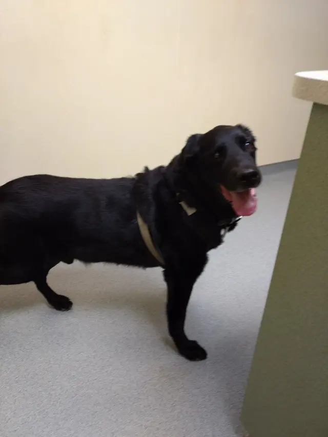 Red Cedar Animal Hospital, PC — customer photo 3