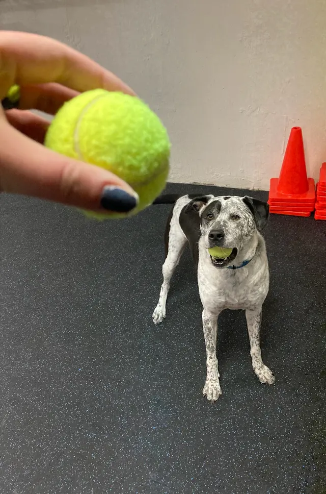 Red Cedar Animal Hospital, PC — customer photo 6