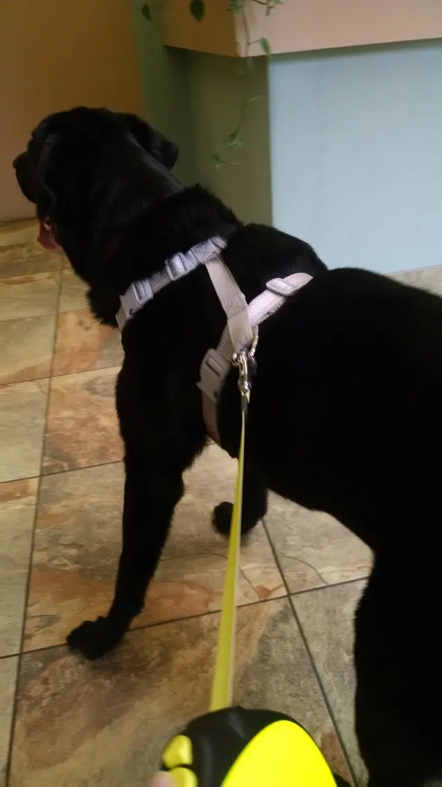 Red Cedar Animal Hospital, PC — customer photo 2