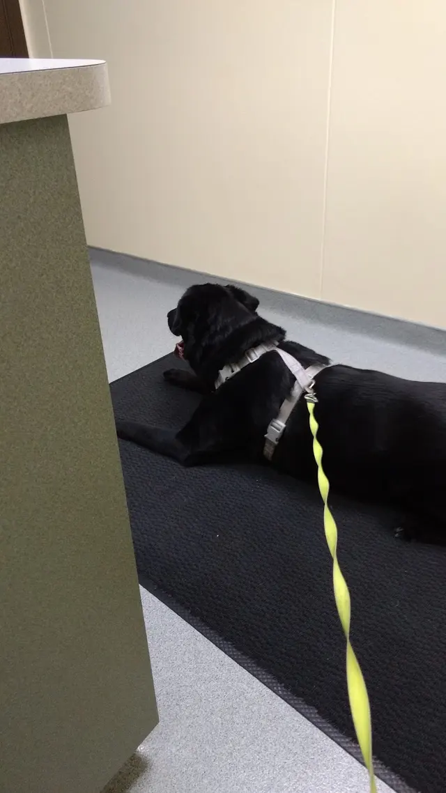 Red Cedar Animal Hospital, PC — customer photo 5