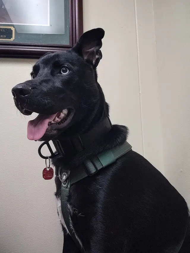 Red Cedar Animal Hospital, PC — customer photo 7
