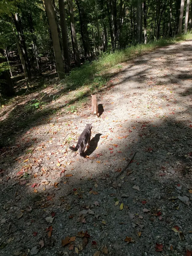 Animal Lodge — customer photo 9