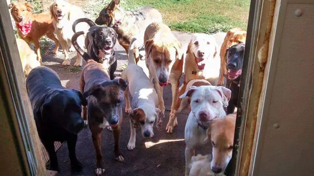 Animal Lodge — customer photo 6