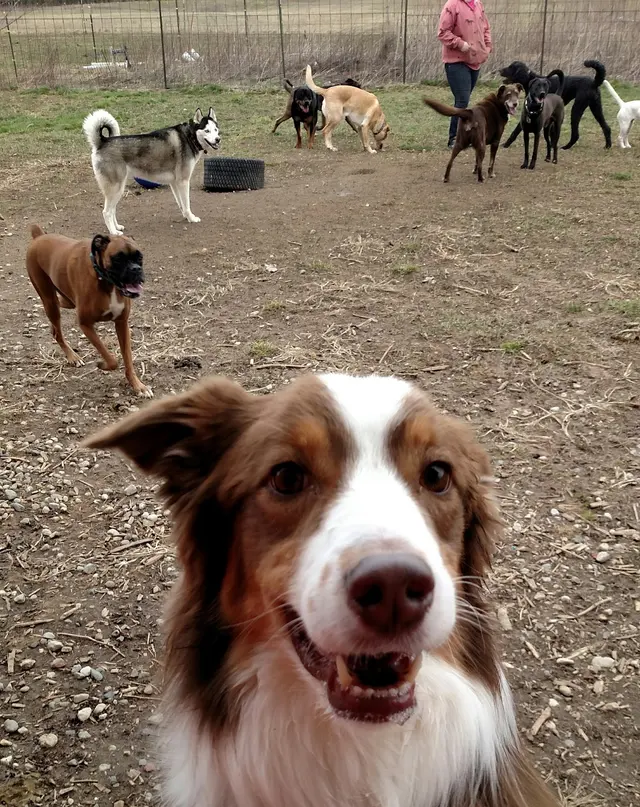 Animal Lodge — customer photo 1