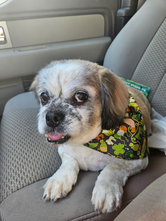 Paw City Pet Care — customer photo 10