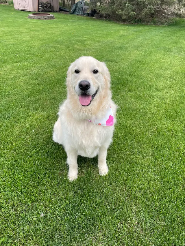 Paw City Pet Care — customer photo 9