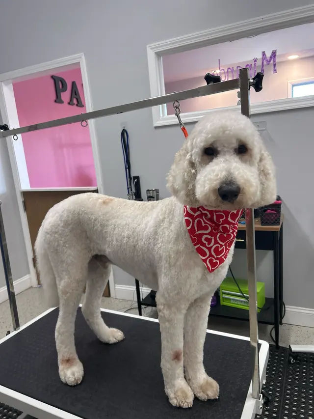 Paw City Pet Care — photo from the business 2