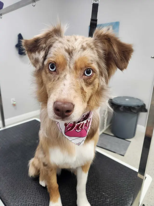 Paw City Pet Care — photo from the business 5