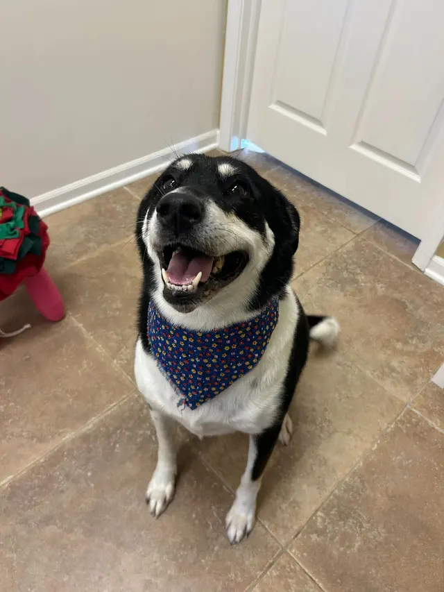 Paw City Pet Care — photo from the business 6