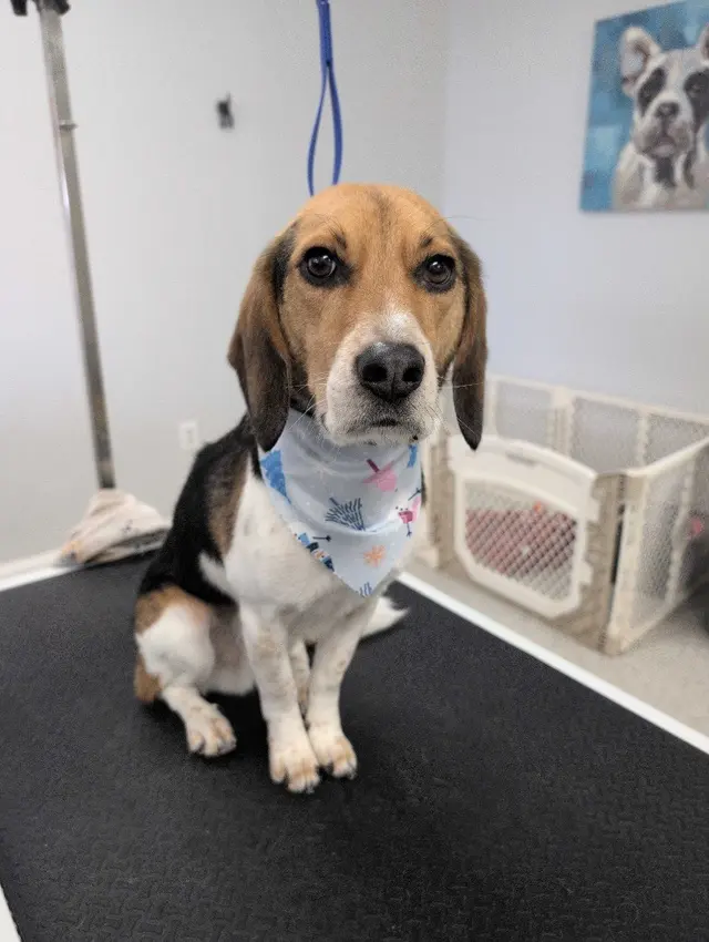 Paw City Pet Care — customer photo 4