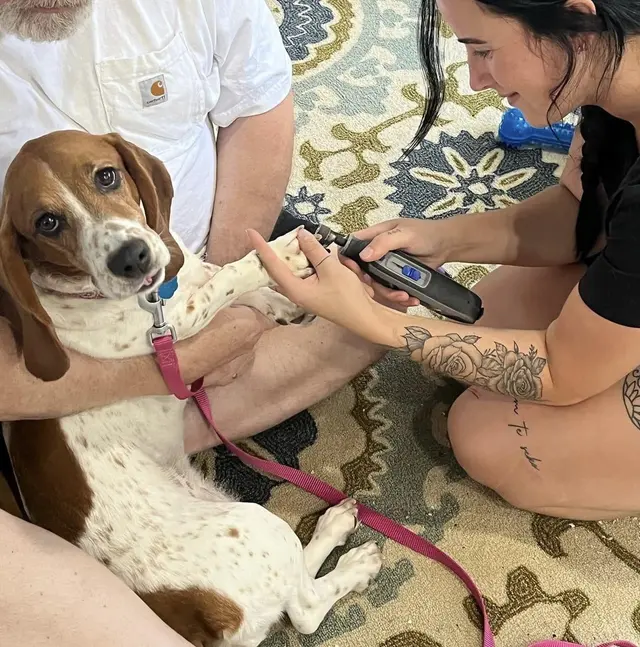 Paw City Pet Care — photo from the business 11