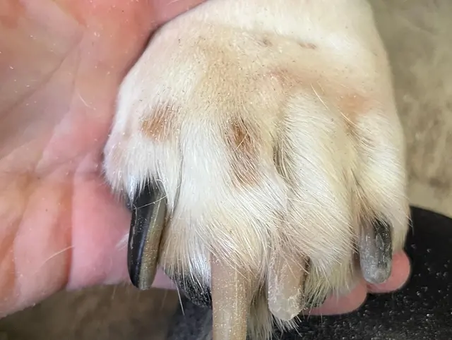 Paw City Pet Care — photo from the business 3