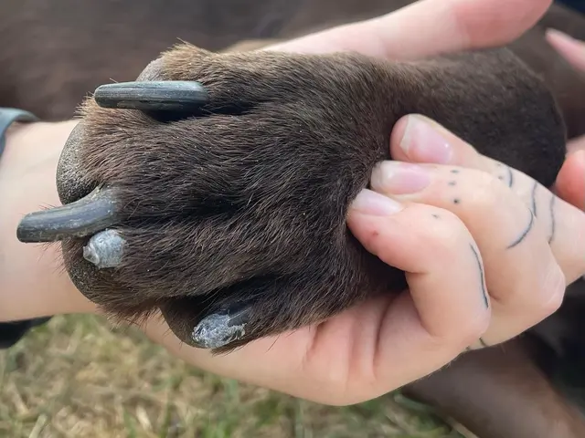 Paw City Pet Care — photo from the business 8