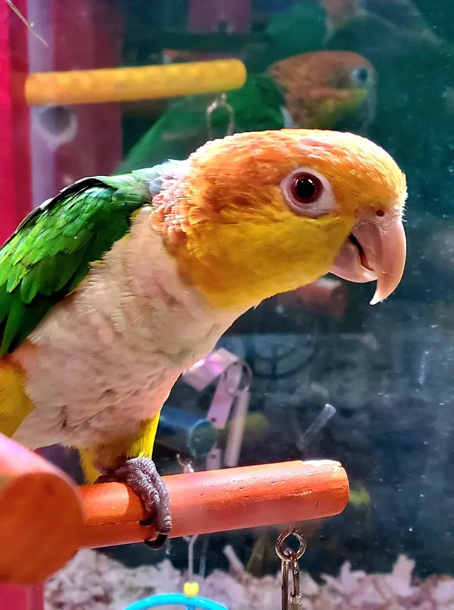 Preuss Pets — customer photo 2
