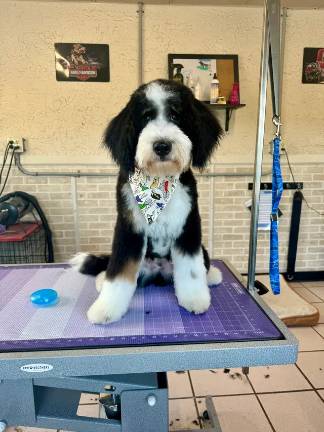 Crystal Clean Grooming — photo from the business 1
