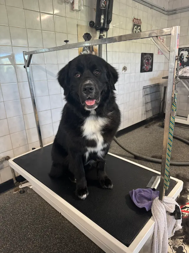 Crystal Clean Grooming — photo from the business 5