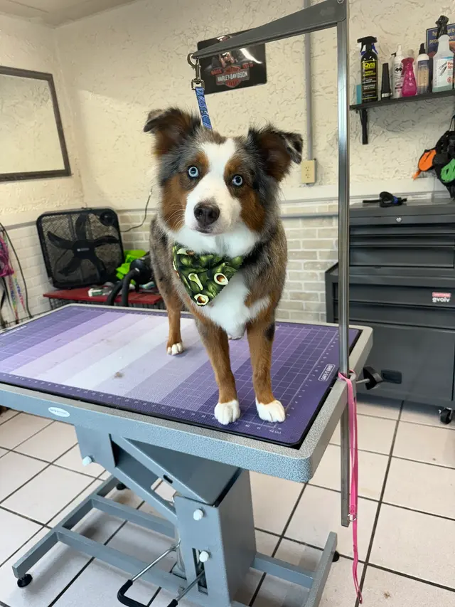 Crystal Clean Grooming — photo from the business 8