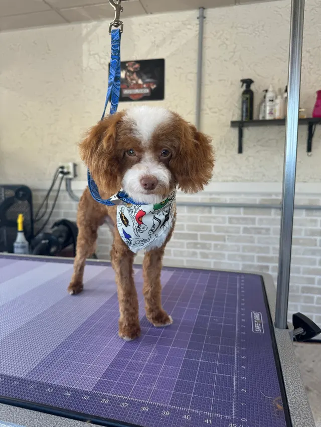 Crystal Clean Grooming — photo from the business 9