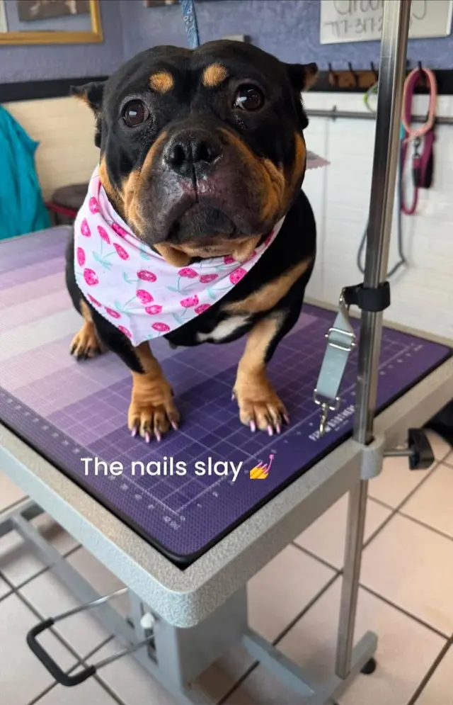 Customer photo of work by Crystal Clean Grooming, from Jailene Arocho's review