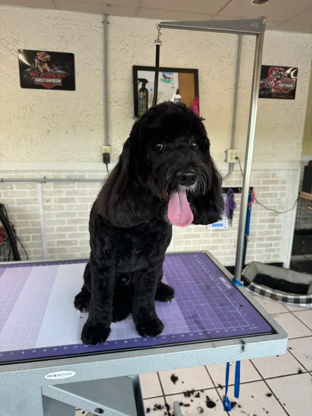 Crystal Clean Grooming — photo from the business 6