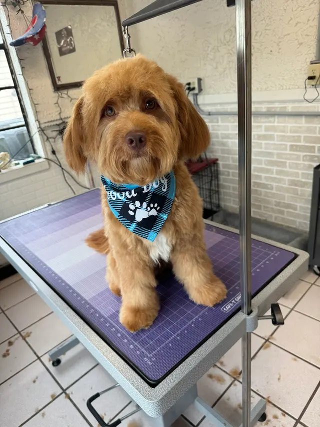 Crystal Clean Grooming — photo from the business 10