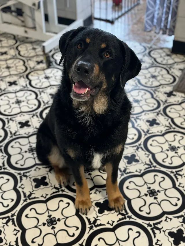 Crystal Clean Grooming — photo from the business 7