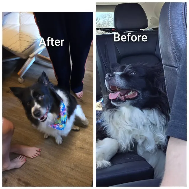 Customer photo of work by Crystal Clean Grooming, from Kelle Harshbarger's review