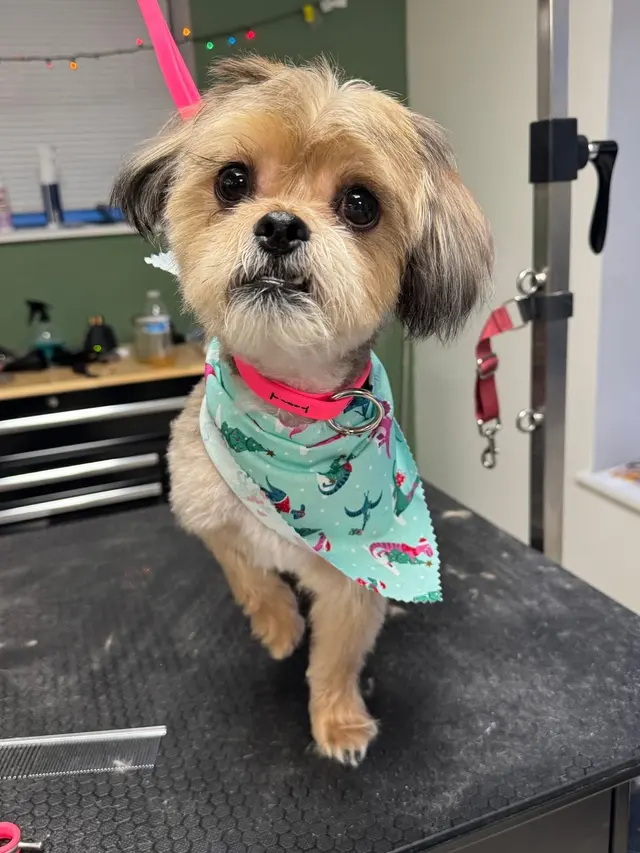 Customer photo of work by Crystal Clean Grooming, from Jeanette Cruz's review