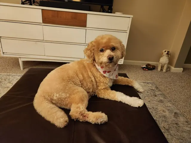 Crystal Clean Grooming — customer photo 3