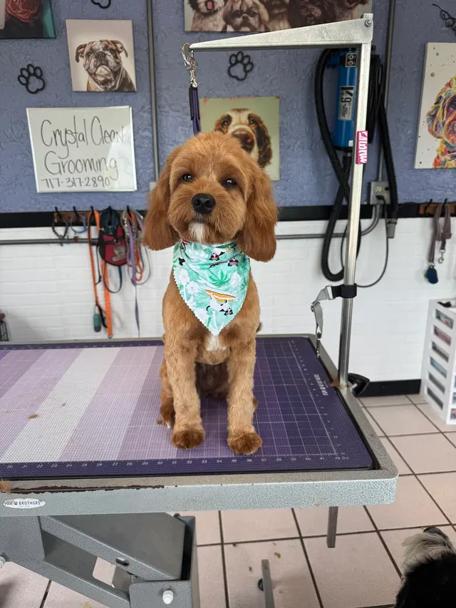 Crystal Clean Grooming — customer photo 2