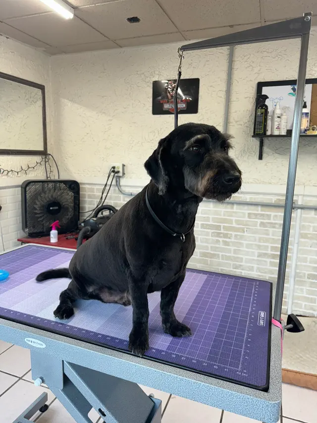 Crystal Clean Grooming — photo from the business 12