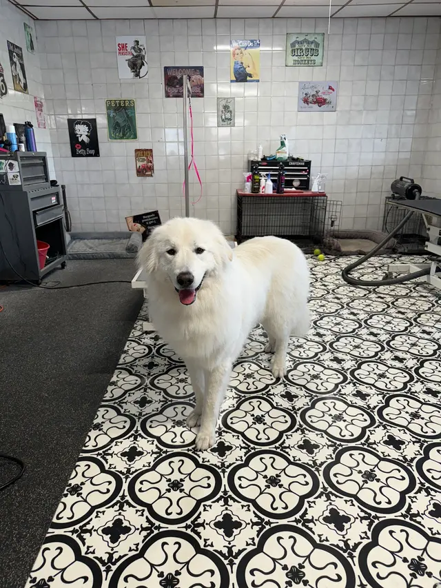 Crystal Clean Grooming — photo from the business 4