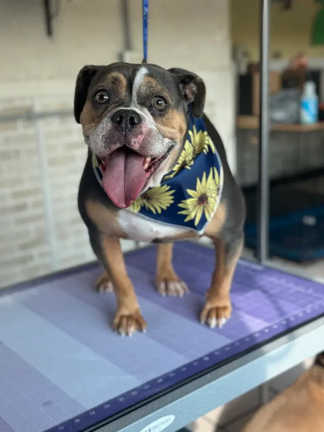 Crystal Clean Grooming — photo from the business 11