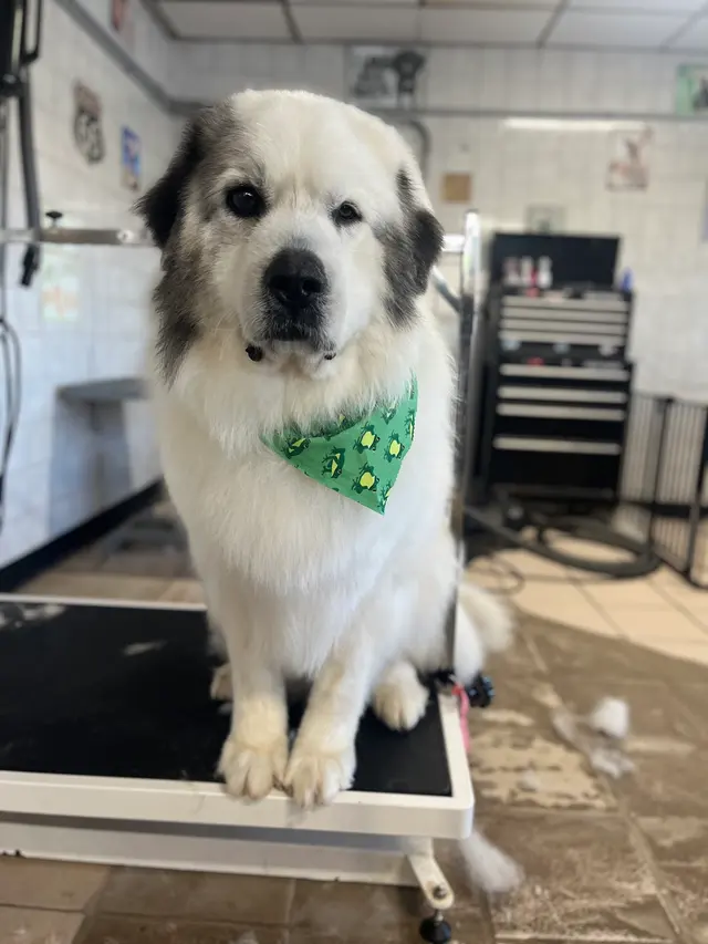 Janell’s Grooming — photo from the business 7