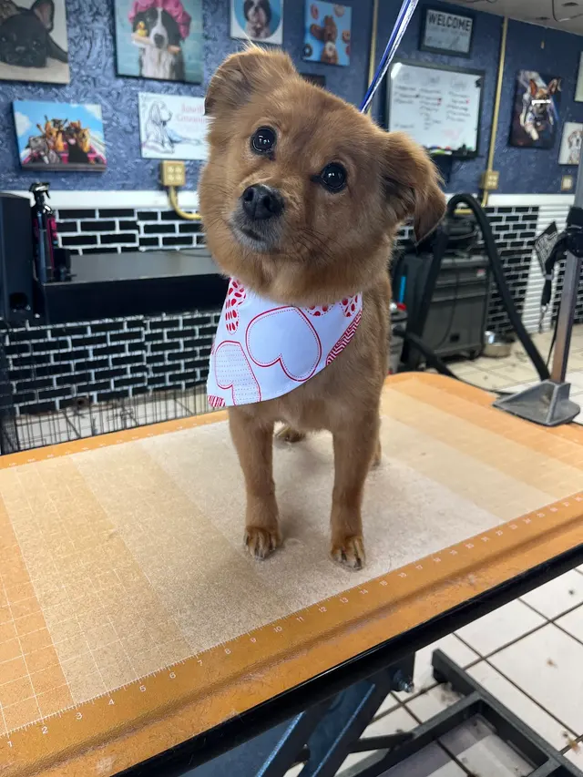 Janell’s Grooming — photo from the business 4